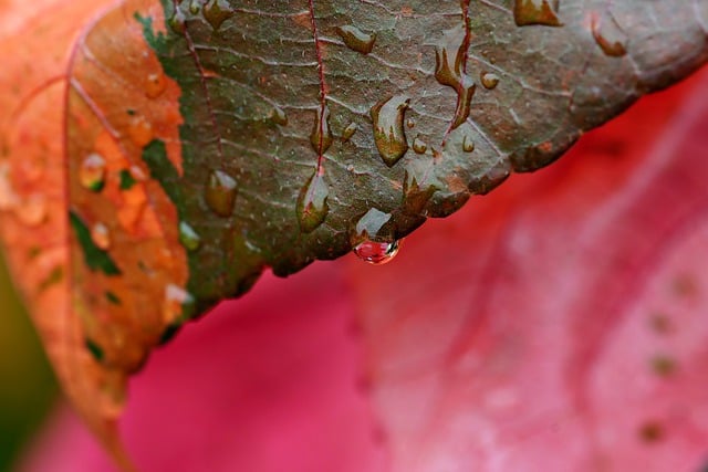 Free download water drop leaf water botany free picture to be edited with GIMP free online image editor