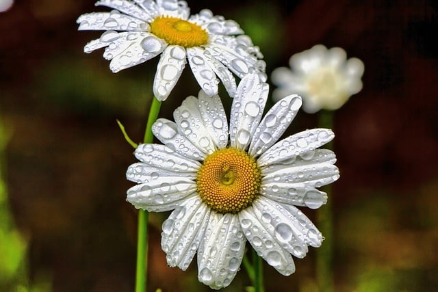 Free download water droplets flower botany bloom free picture to be edited with GIMP free online image editor