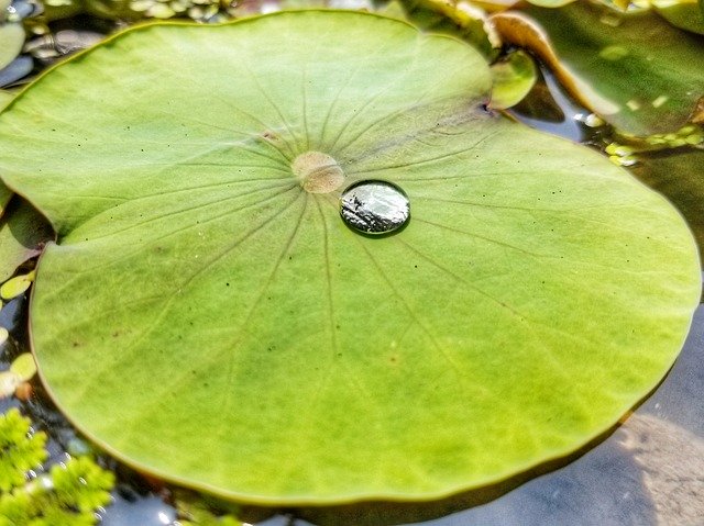 Free download Water Drops The Lotus Leaf Green -  free photo or picture to be edited with GIMP online image editor