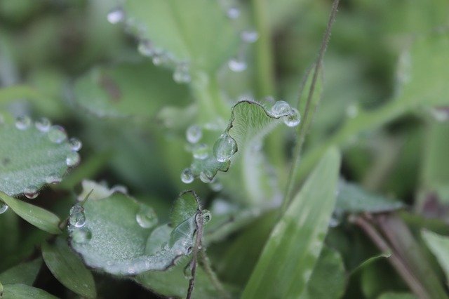 Free download Waterdrops Water Leaves -  free photo or picture to be edited with GIMP online image editor