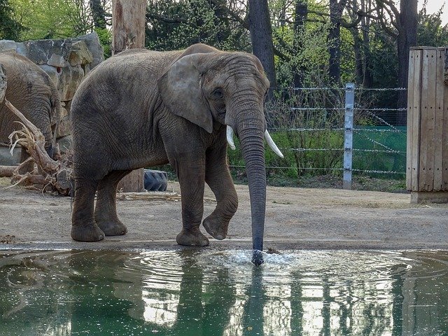 Kostenloser Download Water Elephant Zoo - kostenloses Foto oder Bild zur Bearbeitung mit GIMP Online-Bildbearbeitung