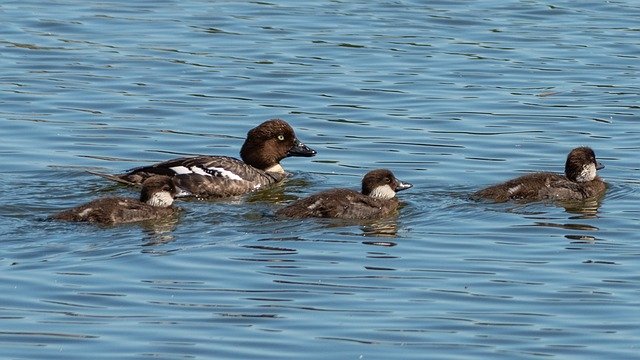 Free download Waterfowl Animal Bird -  free photo or picture to be edited with GIMP online image editor