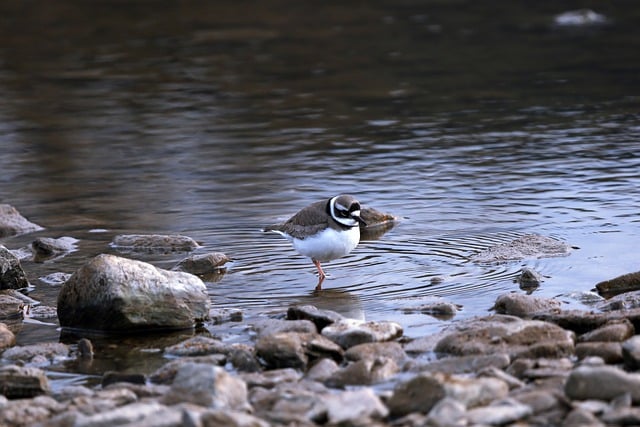 Free download waterfowl birds species fauna free picture to be edited with GIMP free online image editor