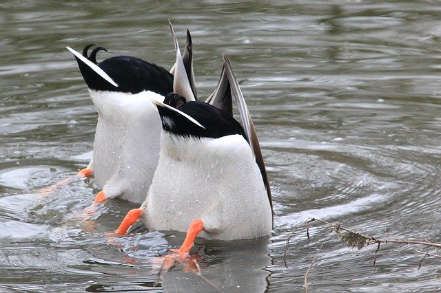 Free download Waterfowl Drake Water -  free photo or picture to be edited with GIMP online image editor