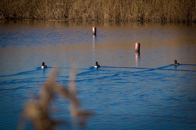 Free download Waterfowl Water Reed -  free photo or picture to be edited with GIMP online image editor