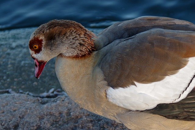 Free download Waterfowl Winter Ice -  free photo or picture to be edited with GIMP online image editor