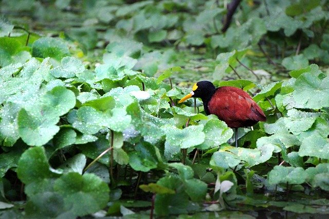 Free download Water Hen Nature -  free photo or picture to be edited with GIMP online image editor