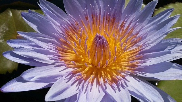 Free download Water Lilies Blossom Pink -  free free photo or picture to be edited with GIMP online image editor