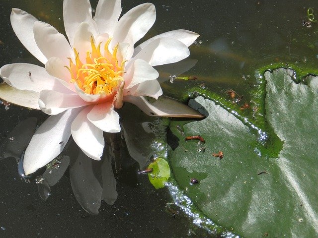 Free download Water Lilies Flower Rosa -  free photo or picture to be edited with GIMP online image editor