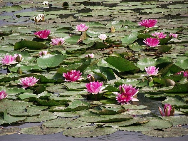 Free download Water Lilies Flowers Flourishing -  free photo or picture to be edited with GIMP online image editor