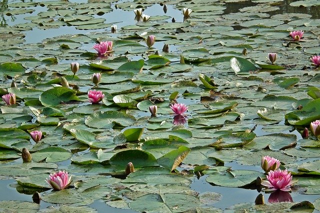 Free download Water Lilies Flowers Pink -  free photo or picture to be edited with GIMP online image editor