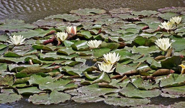 Free download Water Lilies Flowers White -  free photo or picture to be edited with GIMP online image editor