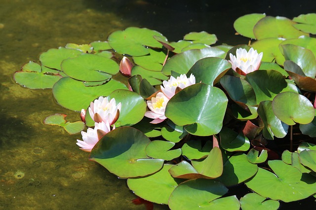 Free download water lilies leaves pond nature free picture to be edited with GIMP free online image editor