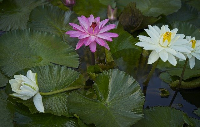 Free download Water Lilies Lily Pond Aquatic -  free photo or picture to be edited with GIMP online image editor