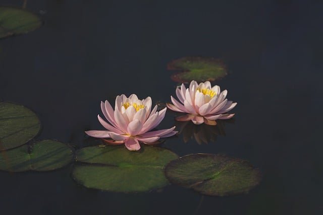 Free download water lilies lotus flowers free picture to be edited with GIMP free online image editor