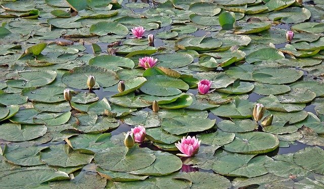 Free download Water Lilies Pink Lily -  free photo or picture to be edited with GIMP online image editor