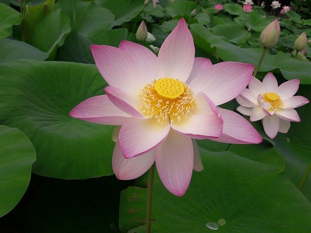 Free download Water Lilies Pink Yellow -  free photo or picture to be edited with GIMP online image editor