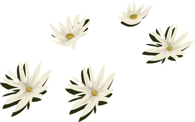 Free download Water Lilies White Flowers - Free vector graphic on Pixabay free illustration to be edited with GIMP free online image editor