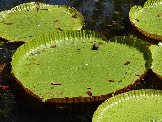 Free download Water Lilly Mauritius -  free photo or picture to be edited with GIMP online image editor