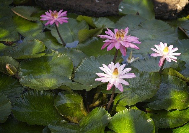 Free download Waterlily Aquatic Plant Nymphaea -  free photo or picture to be edited with GIMP online image editor