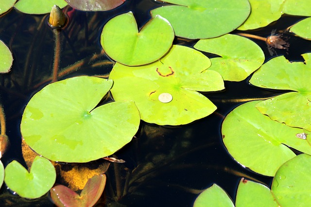 Free download water lily aquatic plant water free picture to be edited with GIMP free online image editor