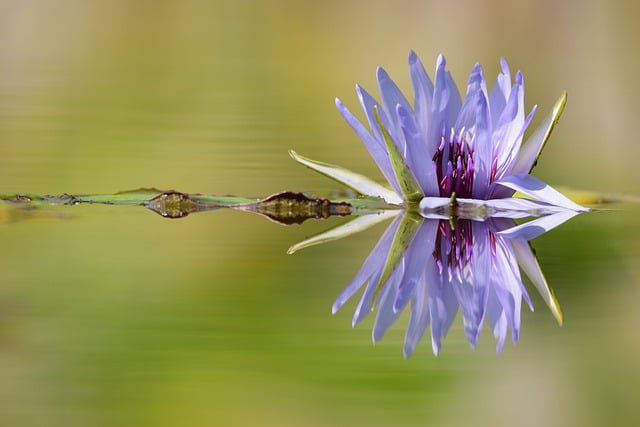 Free download water lily bloom blossom flower free picture to be edited with GIMP free online image editor