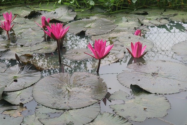 Free download Water Lily Dark Pink -  free photo or picture to be edited with GIMP online image editor