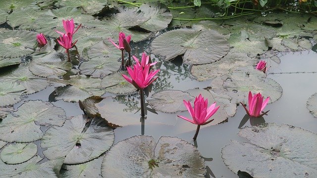 Free download Water Lily Dark Pink Flower -  free photo or picture to be edited with GIMP online image editor