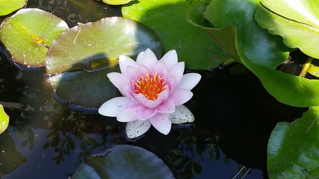 Free download Water Lily Flower -  free photo or picture to be edited with GIMP online image editor