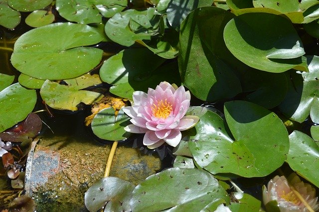 Free download Water Lily Flower Aquatic -  free illustration to be edited with GIMP free online image editor