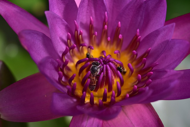 Free download water lily flower bees insects free picture to be edited with GIMP free online image editor