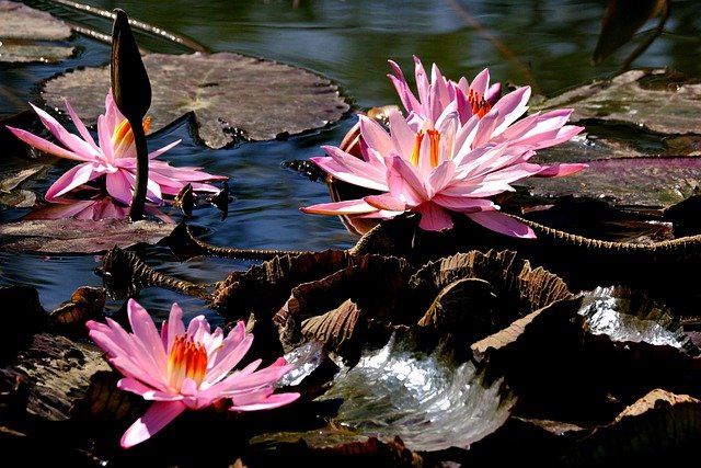 ດາວໂຫຼດຟຣີ water lily flower flora nature free picture to be edited with GIMP free online image editor