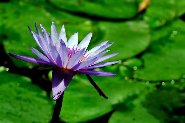 Free download water lily flower plant free picture to be edited with GIMP free online image editor