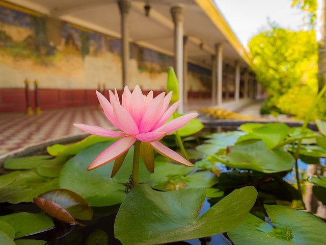 Free download Water Lily Flowers Asia -  free photo or picture to be edited with GIMP online image editor