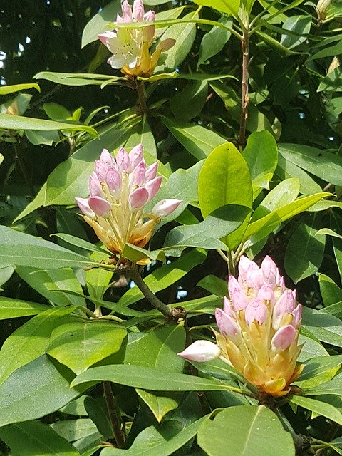 Free download Water Lily Flowers Nature -  free photo or picture to be edited with GIMP online image editor