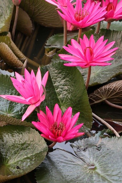 Free download Waterlily Lotus Pink -  free photo or picture to be edited with GIMP online image editor