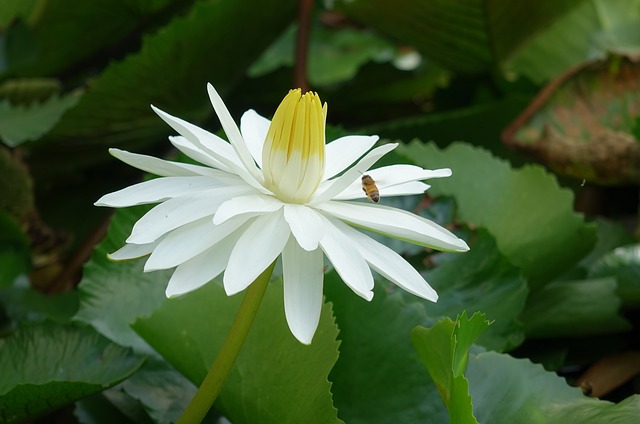 Free download water lily lotus water fu yung free picture to be edited with GIMP free online image editor