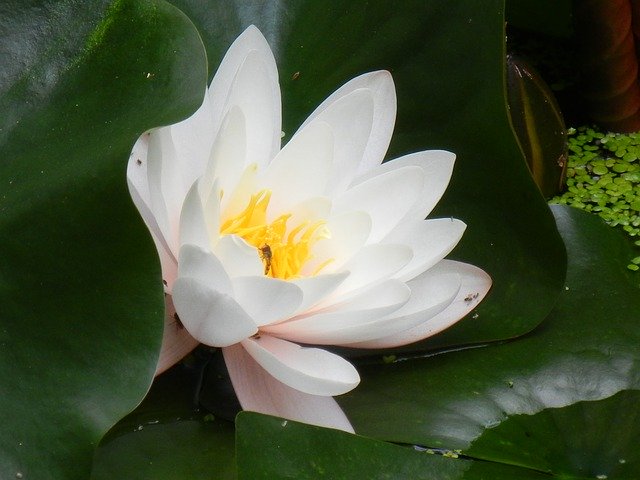 Free download Water Lily Nuphar Lutea White -  free illustration to be edited with GIMP free online image editor