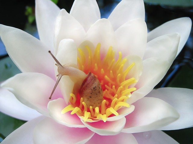 Free download Water Lily Nymphaea Flower -  free photo or picture to be edited with GIMP online image editor