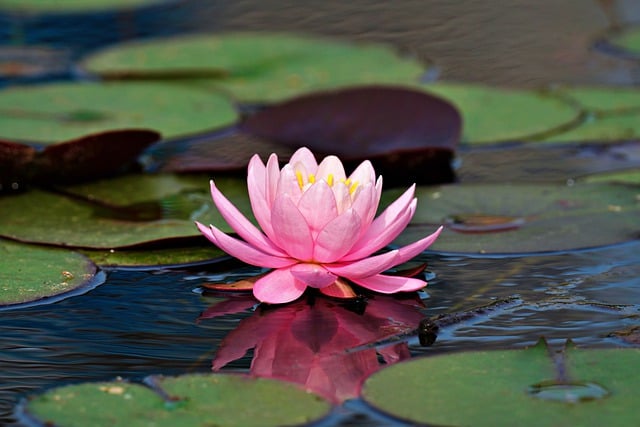 Free download waterlily pink flower pond free picture to be edited with GIMP free online image editor