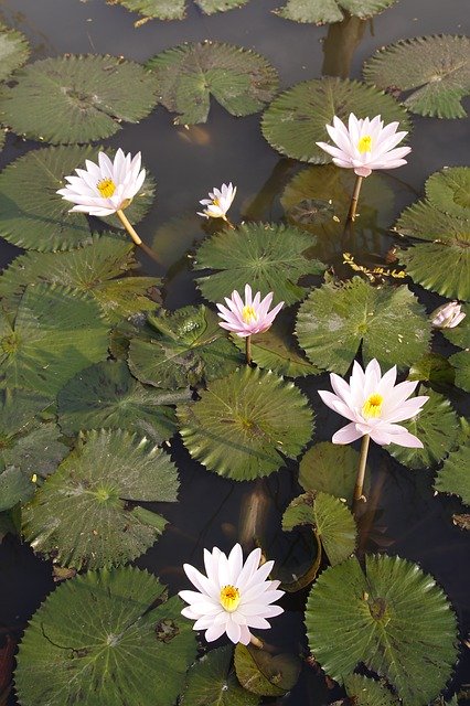 Free download Water Lily Pink Pond -  free photo or picture to be edited with GIMP online image editor