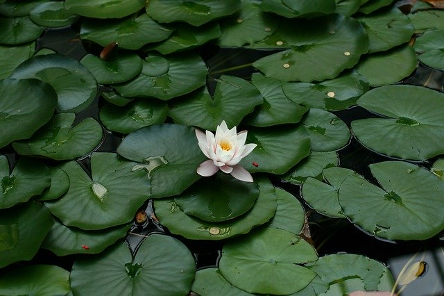 Free download Water Lily Plant -  free photo or picture to be edited with GIMP online image editor