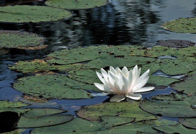 Free download Water Lily Pond -  free photo or picture to be edited with GIMP online image editor