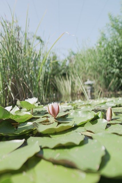 Free download Water Lily Pond Flower -  free photo or picture to be edited with GIMP online image editor