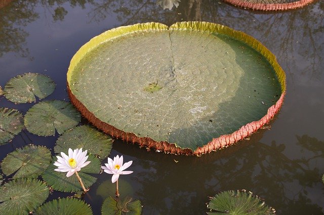 Free download Water Lily Pond Garden -  free photo or picture to be edited with GIMP online image editor