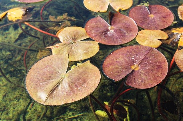 Free download Water Lily Pond Leaves -  free photo or picture to be edited with GIMP online image editor