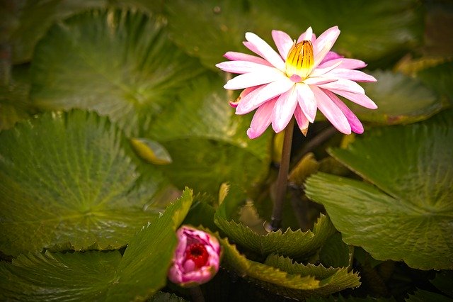 Free download Water Lily Pond Nymphaea -  free photo or picture to be edited with GIMP online image editor