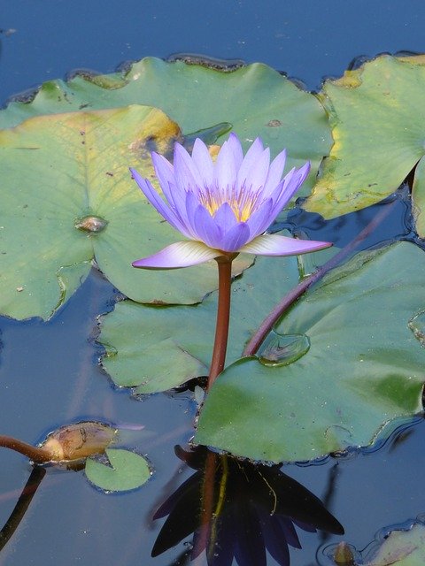 Free download Water Lily Pond Purple Flower -  free photo or picture to be edited with GIMP online image editor