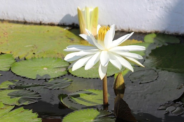 Free download Water Lily White Flower -  free photo or picture to be edited with GIMP online image editor