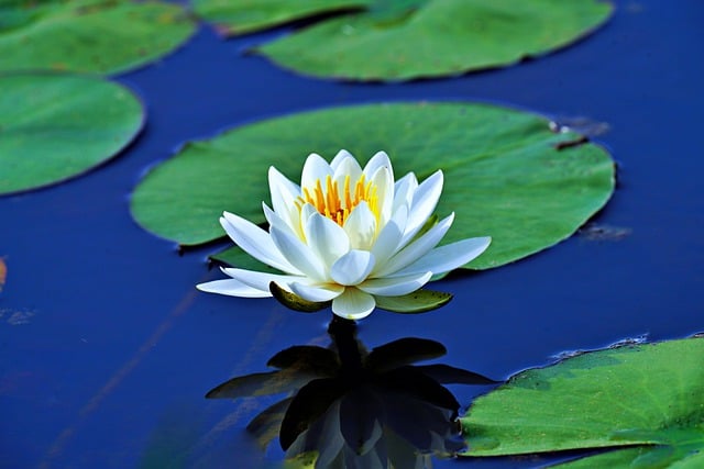 Free download waterlily white flower pond free picture to be edited with GIMP free online image editor